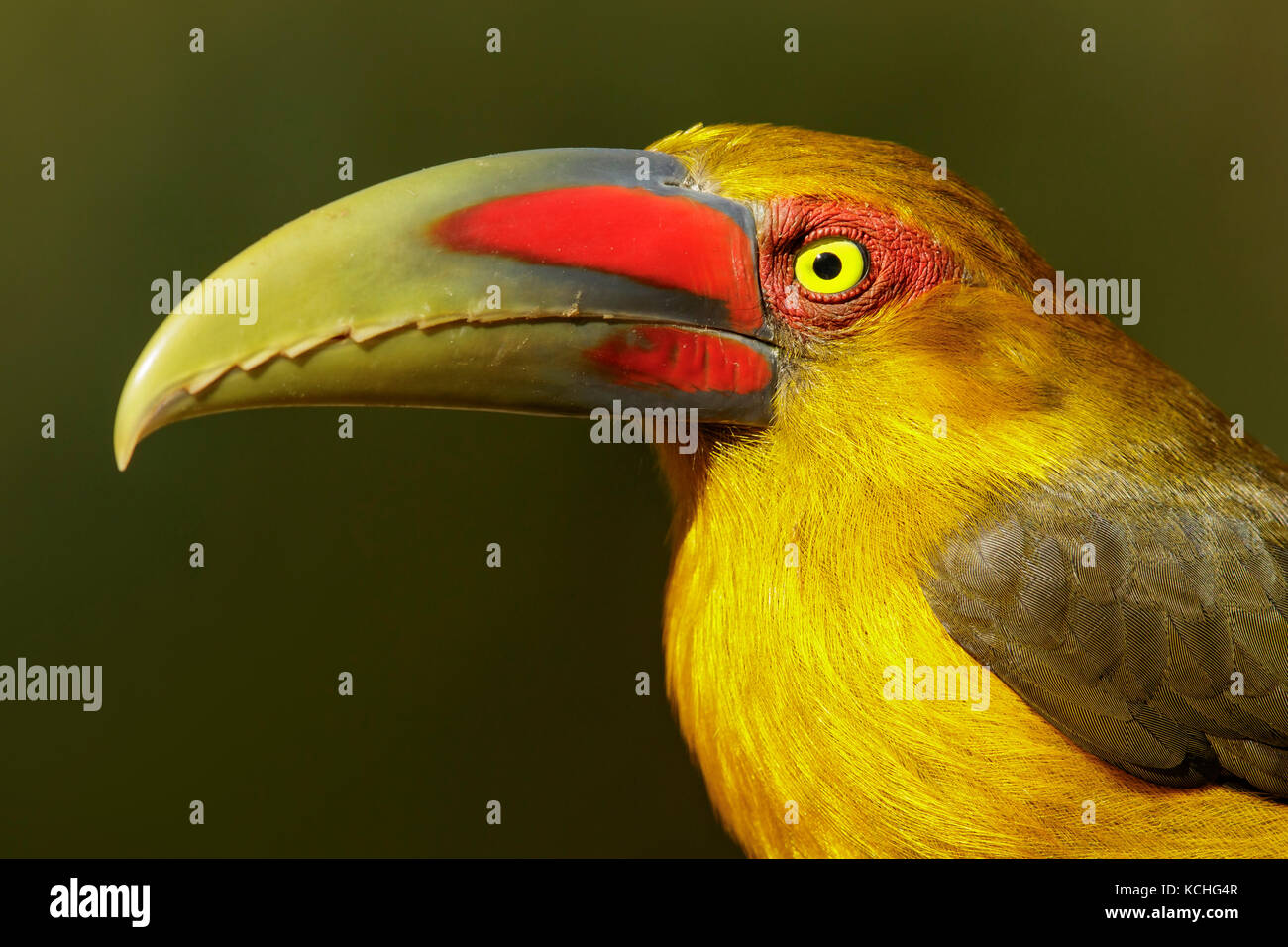 Lo zafferano Toucanet (Pteroglossus bailloni) appollaiato su un ramo nella foresta pluviale atlantica Regione del Brasile. Foto Stock