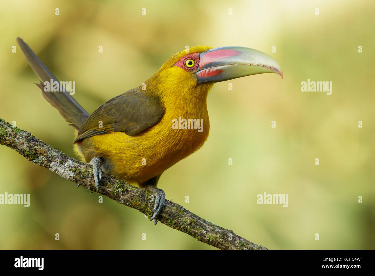 Lo zafferano Toucanet (Pteroglossus bailloni) appollaiato su un ramo nella foresta pluviale atlantica Regione del Brasile. Foto Stock