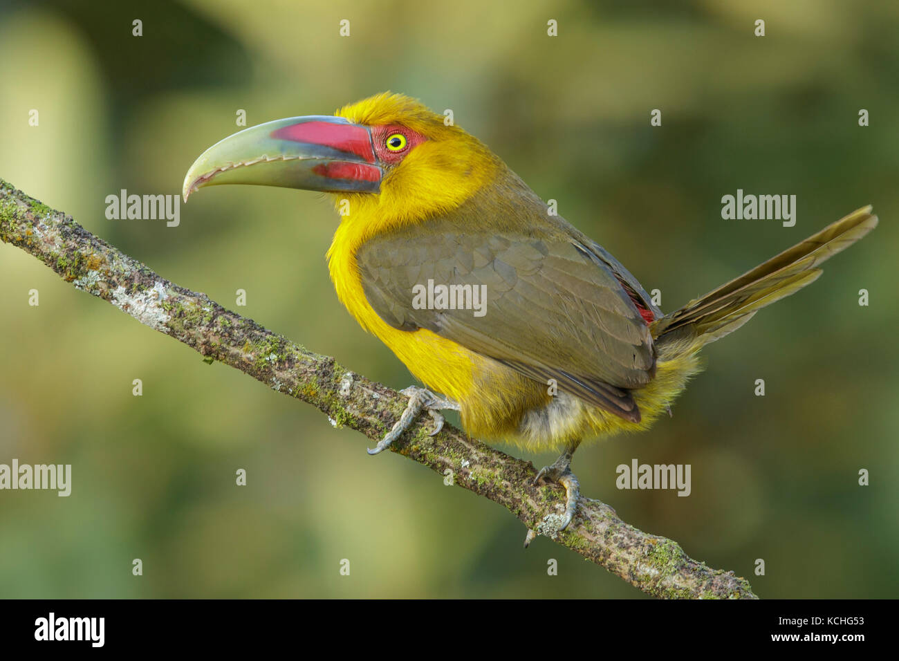Lo zafferano Toucanet (Pteroglossus bailloni) appollaiato su un ramo nella foresta pluviale atlantica Regione del Brasile. Foto Stock