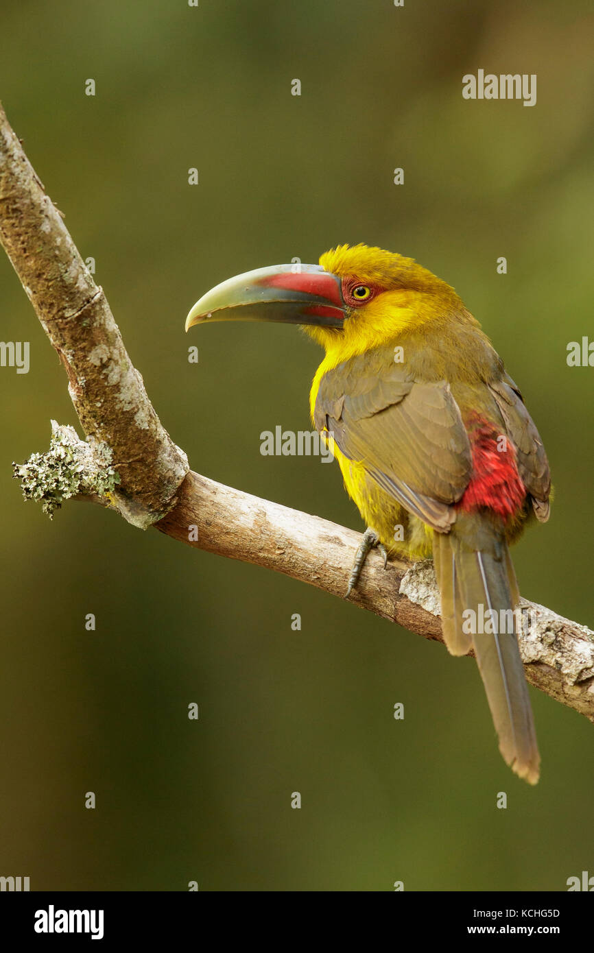 Lo zafferano Toucanet (Pteroglossus bailloni) appollaiato su un ramo nella foresta pluviale atlantica Regione del Brasile. Foto Stock