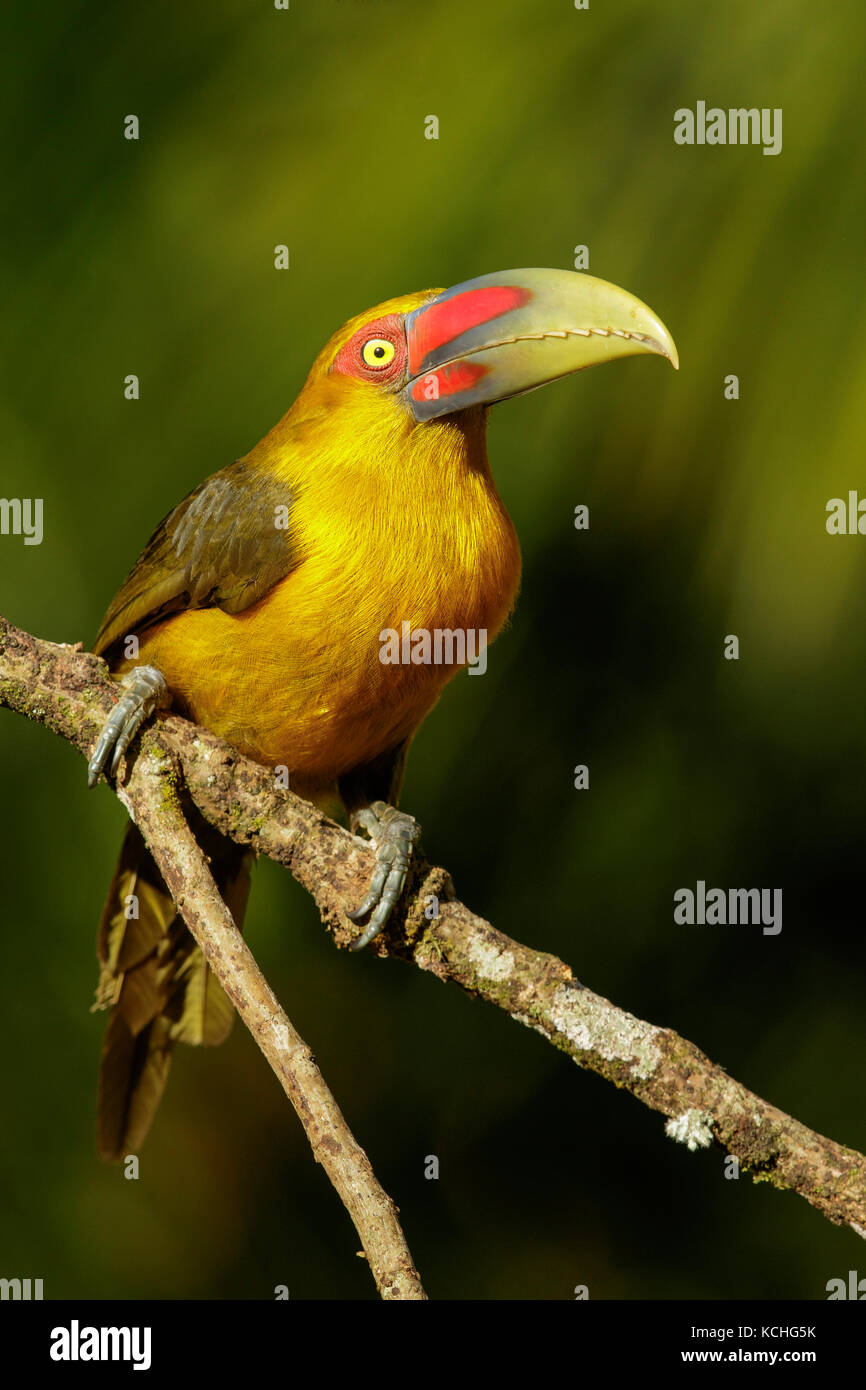 Lo zafferano Toucanet (Pteroglossus bailloni) appollaiato su un ramo nella foresta pluviale atlantica Regione del Brasile. Foto Stock