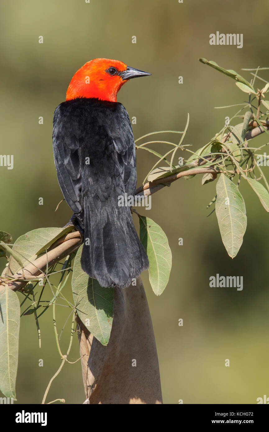 Scarlet-guidato Blackbird (Amblyramphus holosericeus) appollaiato su un ramo del Pantanal Regione del Brasile. Foto Stock
