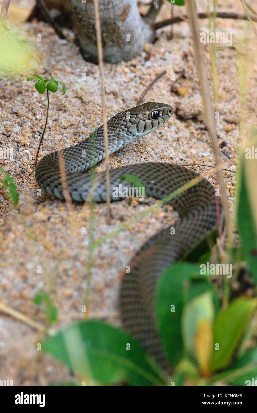 Green racer snake in guarapari, sud-est del Brasile. Foto Stock