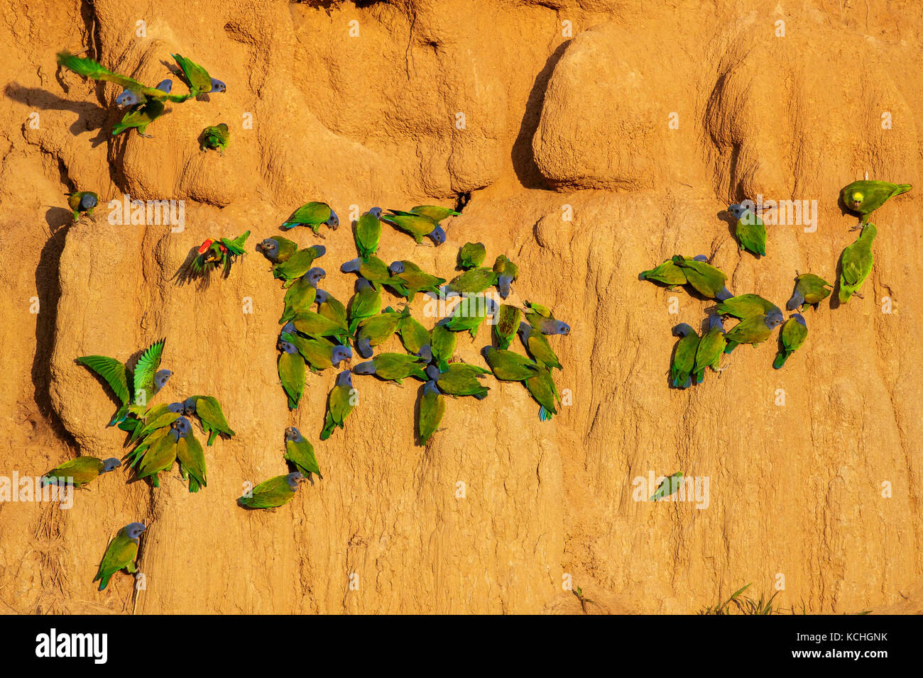 A testa azzurra Parrot (Pionus menstruus) in corrispondenza di una argilla leccare in Amazzonia in Perù. Foto Stock