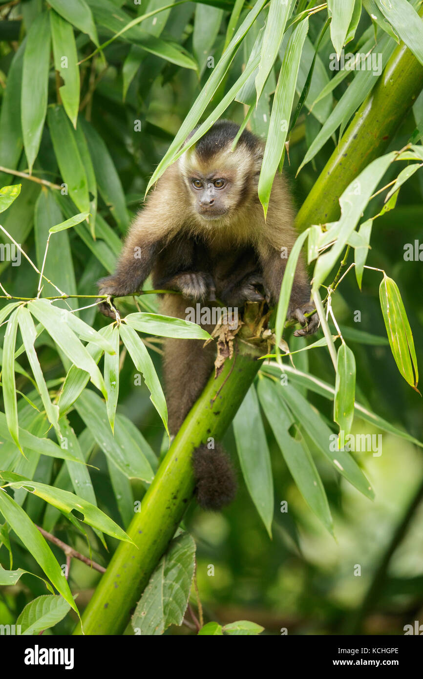 Marrone scimmia cappuccino appollaiato su un ramo nel Parco Nazionale del Manu, Perù. Foto Stock