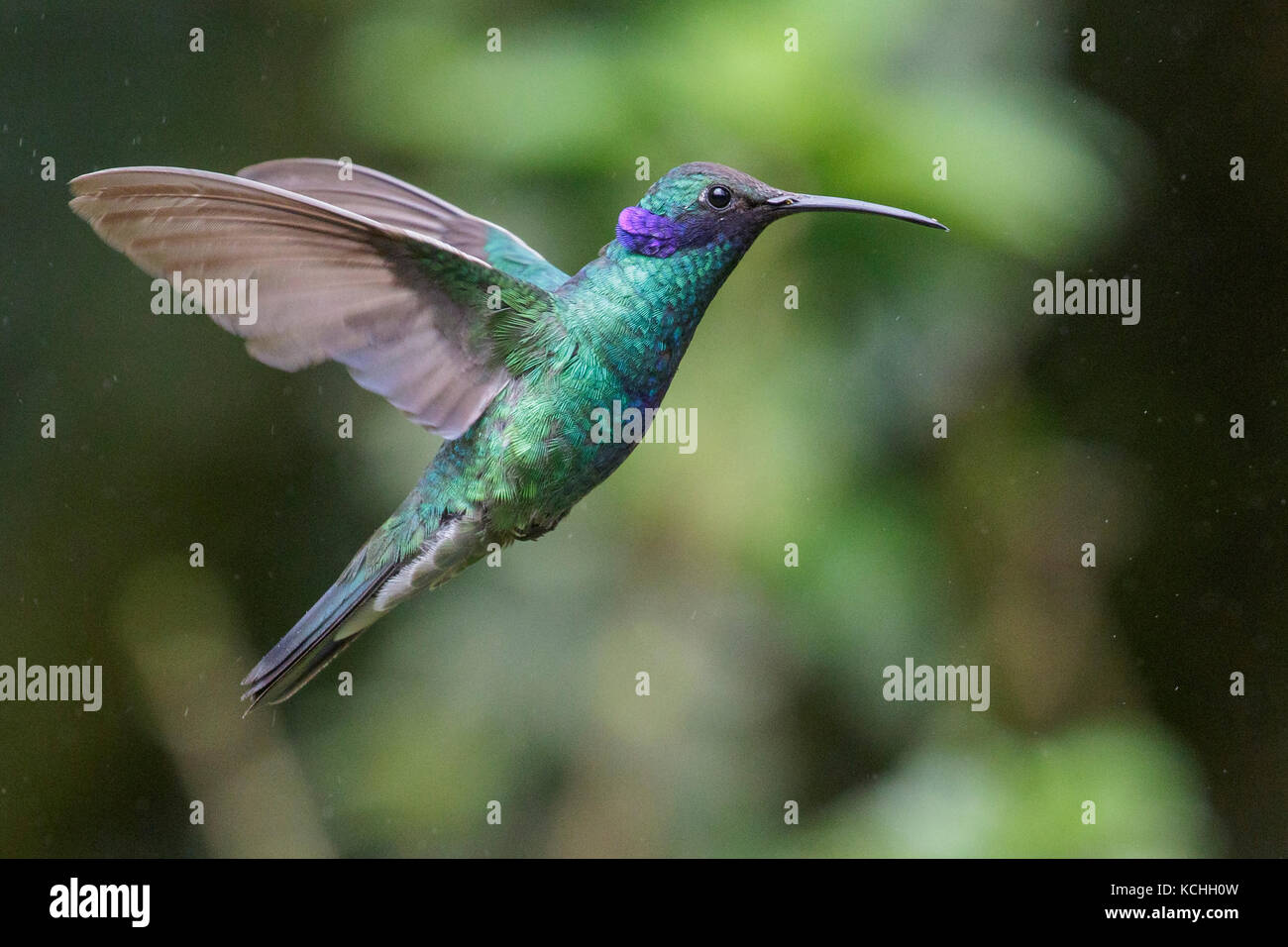 Vini spumanti viola-orecchio (Colibri coruscans) battenti e alimentando ad un fiore in Amazzonia in Perù. Foto Stock