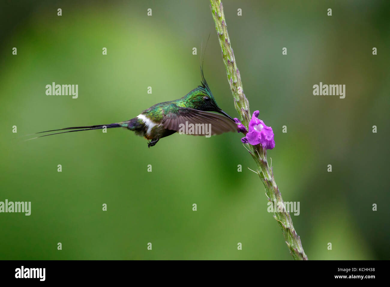 Filo-crested Thorntail (Popelairia popelairii) battenti e alimentando ad un fiore in Amazzonia in Perù Foto Stock