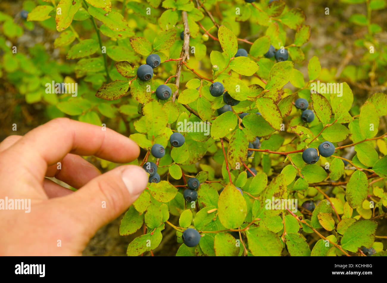 Huckleberry la raccolta nelle Montagne Rocciose Foto Stock