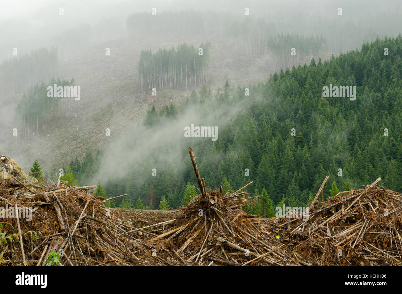 Una serie di clearcuts slash e pali su isola di Vancouver, British Columbia Foto Stock