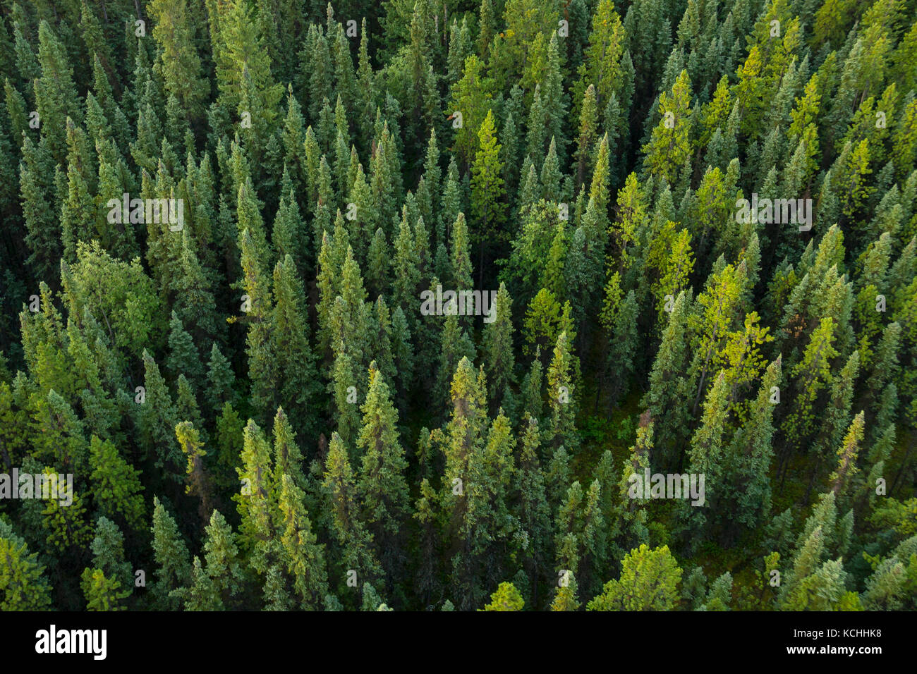 La foresta boreale dall'aria, British Columbia settentrionale Foto Stock