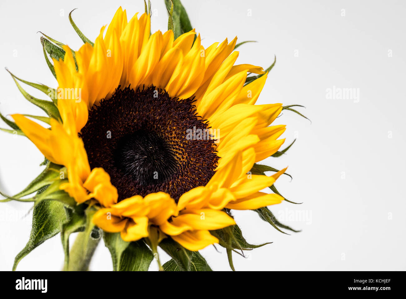 Elevato La chiave di semi di girasole in fiore Foto Stock