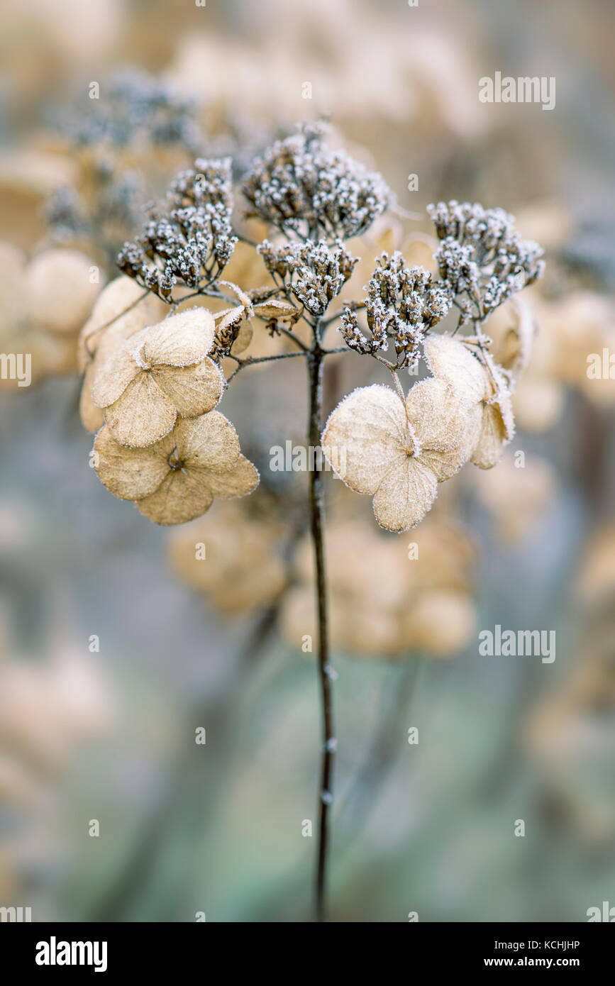 In inverno il gelo Foto Stock