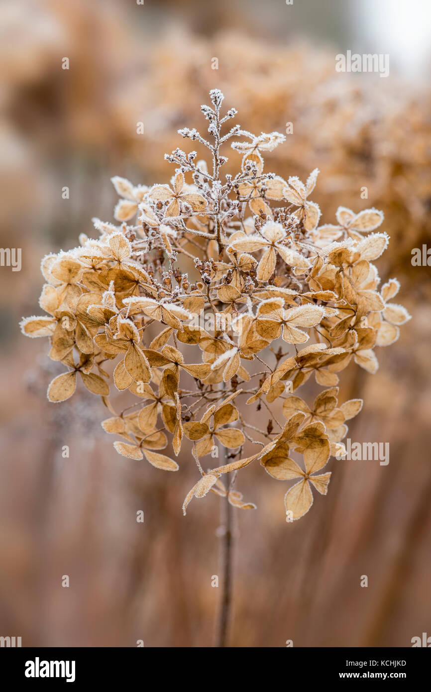 In inverno il gelo Foto Stock