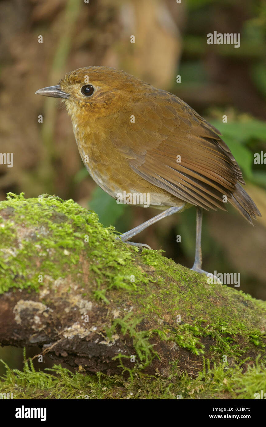 Marrone-nastrare Antpitta (Grallaria milleri) appollaiato su un ramo nelle montagne della Colombia, Sud America. Foto Stock