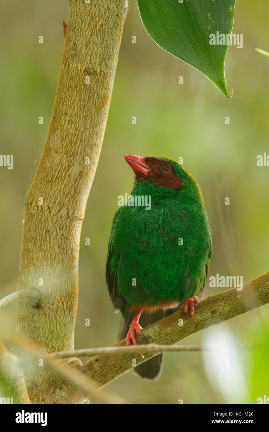 Verde erba Tanager (Chlorornis riefferii) appollaiato su un ramo nelle montagne della Colombia, Sud America. Foto Stock