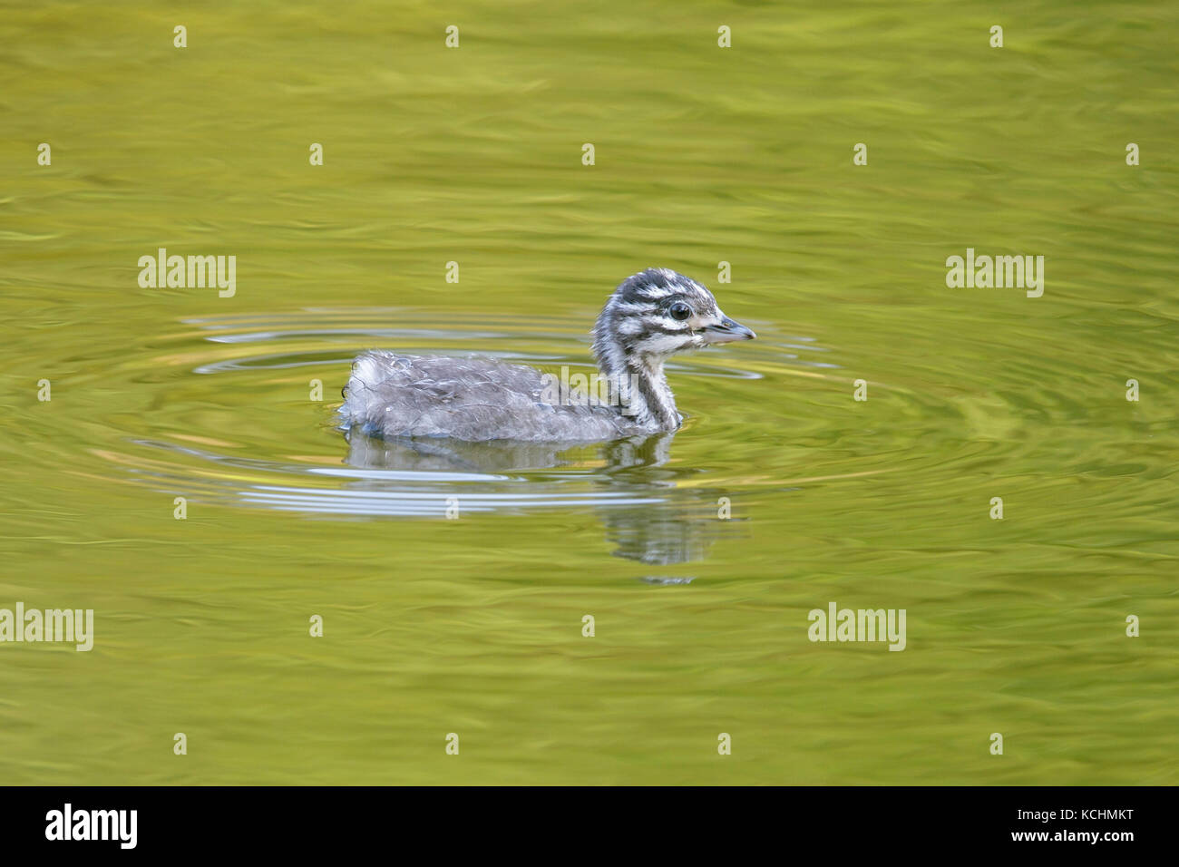 Almeno svasso (Tachybaptus dominicus) su un laghetto in Colombia, Sud America. Foto Stock