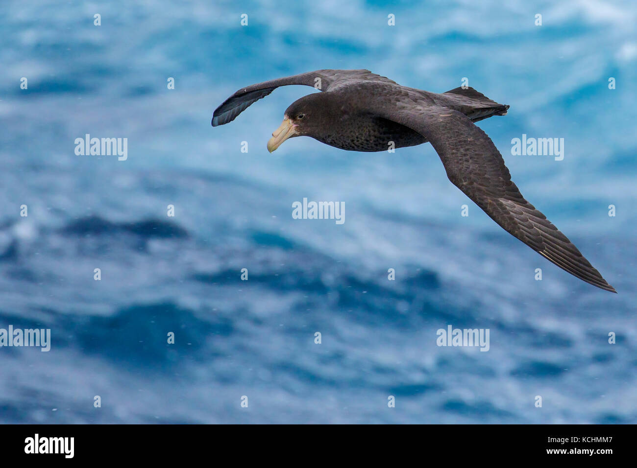 Il gigante del sud Petrel (Macronectes giganteus) volare oltre oceano alla ricerca di cibo nei pressi di Isola Georgia del Sud. Foto Stock