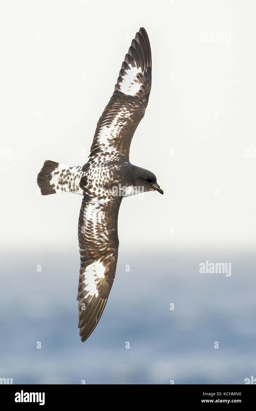Cape Petrel (Daption capense) volare oltre oceano alla ricerca di cibo nei pressi di Isola Georgia del Sud. Foto Stock