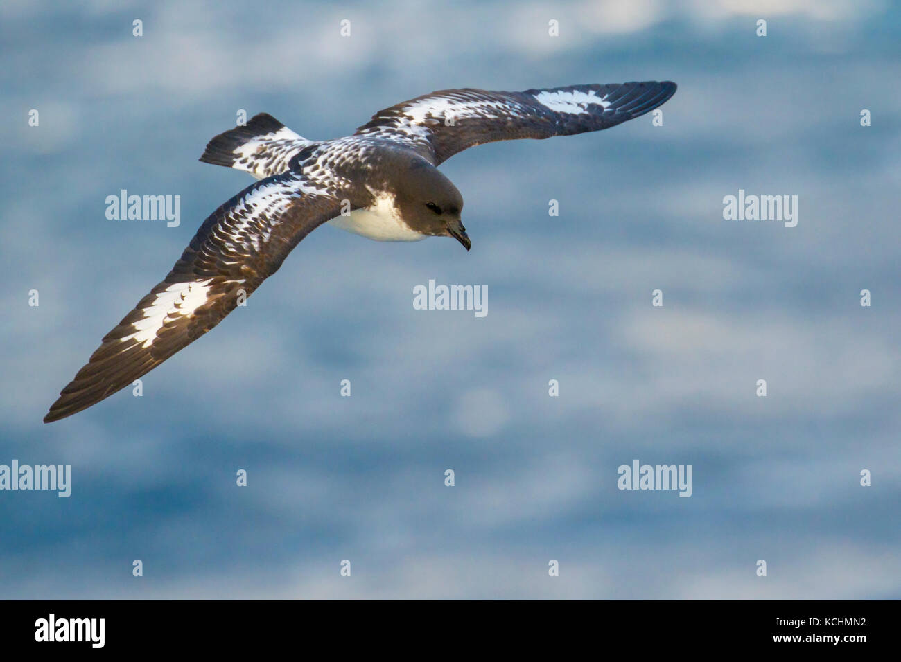 Cape Petrel (Daption capense) volare oltre oceano alla ricerca di cibo nei pressi di Isola Georgia del Sud. Foto Stock