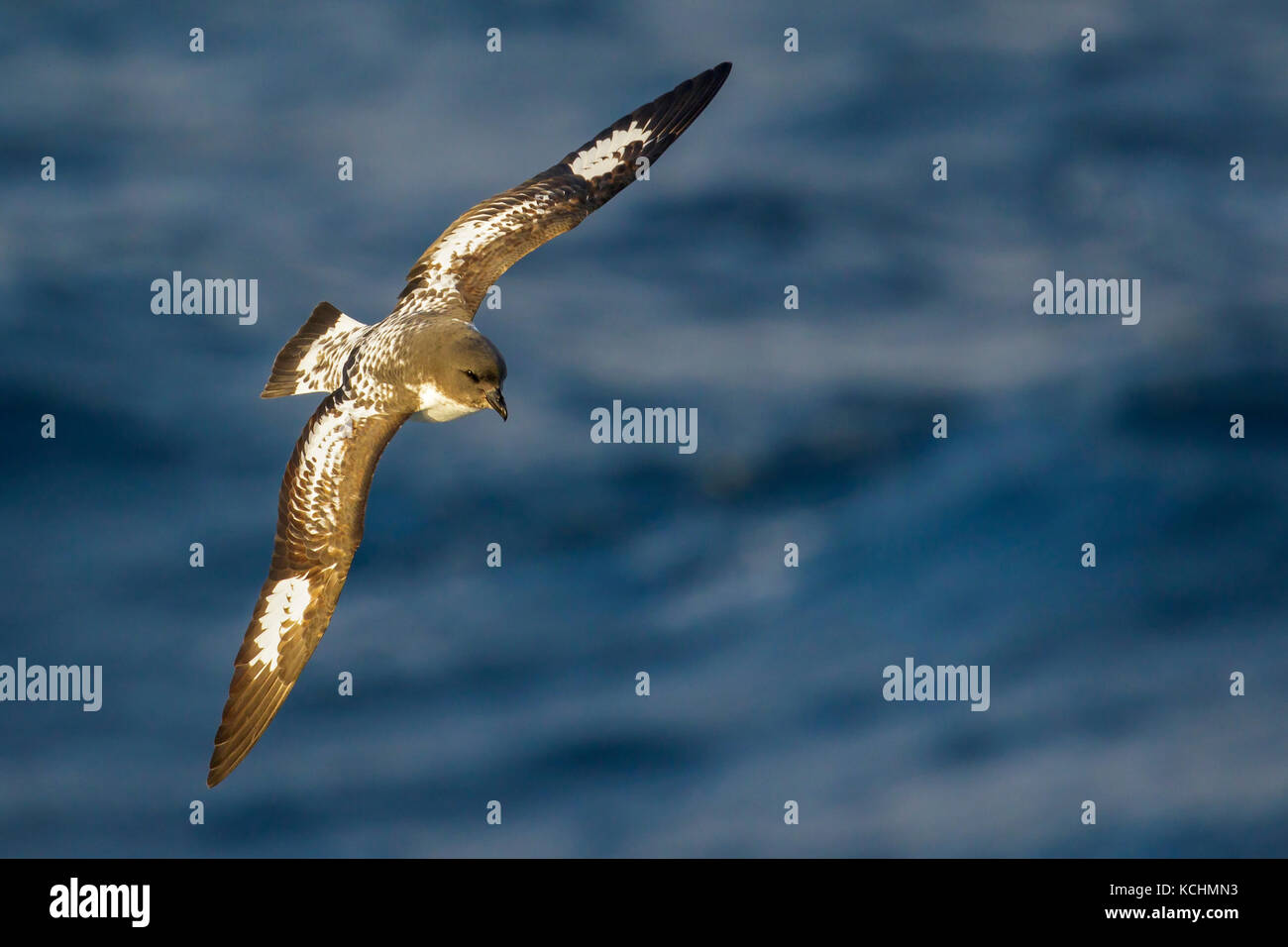 Cape Petrel (Daption capense) volare oltre oceano alla ricerca di cibo nei pressi di Isola Georgia del Sud. Foto Stock