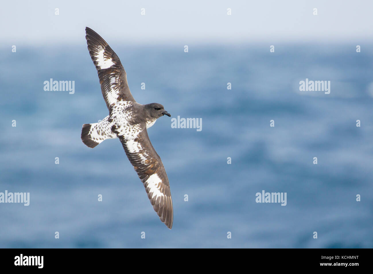 Cape Petrel (Daption capense) volare oltre oceano alla ricerca di cibo nei pressi di Isola Georgia del Sud. Foto Stock