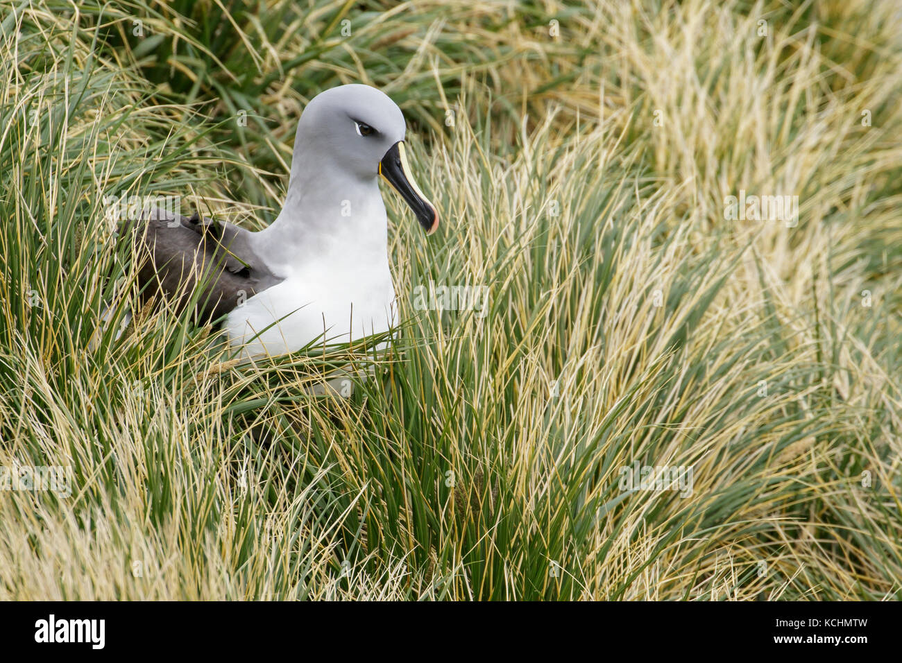 A testa grigia (Albatross Thalassarche chrysostoma) arroccato su tussock grass su Isola Georgia del Sud. Foto Stock