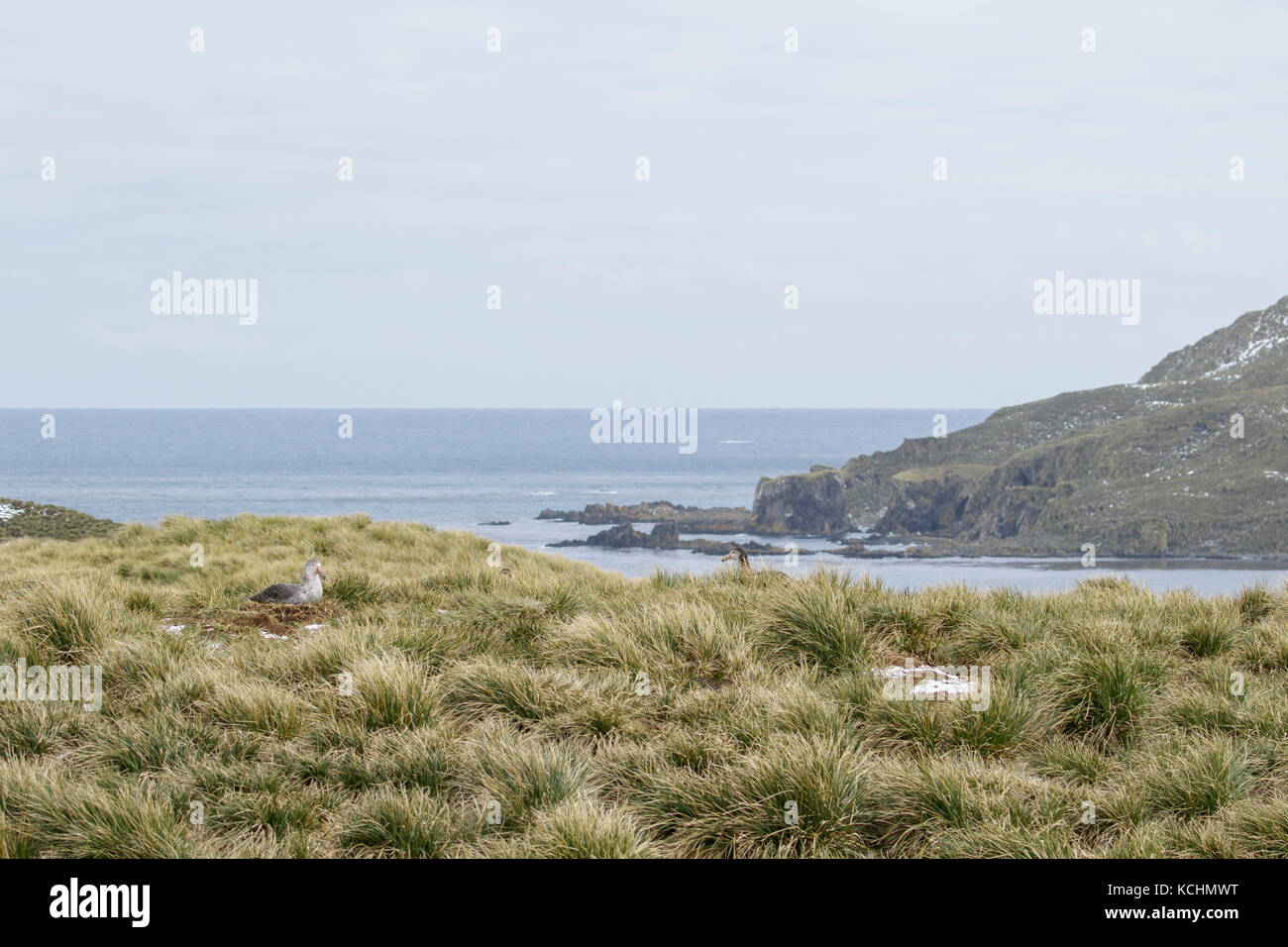 Il gigante del nord Petrel (Macronectes halli) sulla nidificazione tussock grass su Isola Georgia del Sud. Foto Stock