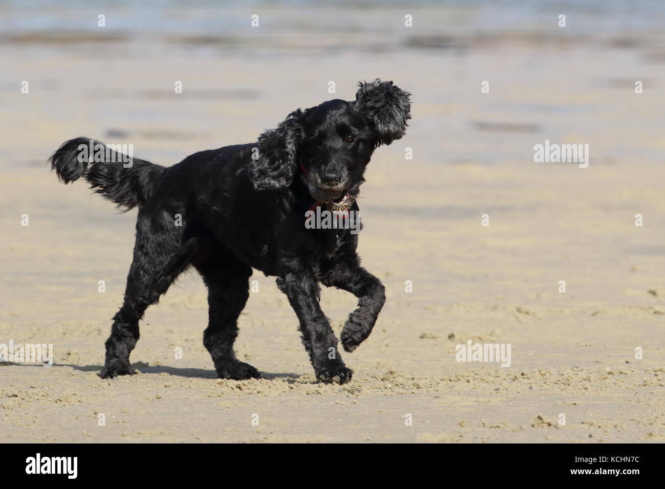Cocker Spaniel su una spiaggia che trasportano una sfera un orecchio in aria Foto Stock
