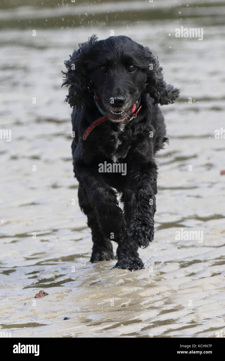 Cocker Spaniel su una spiaggia a correre verso la telecamera Foto Stock