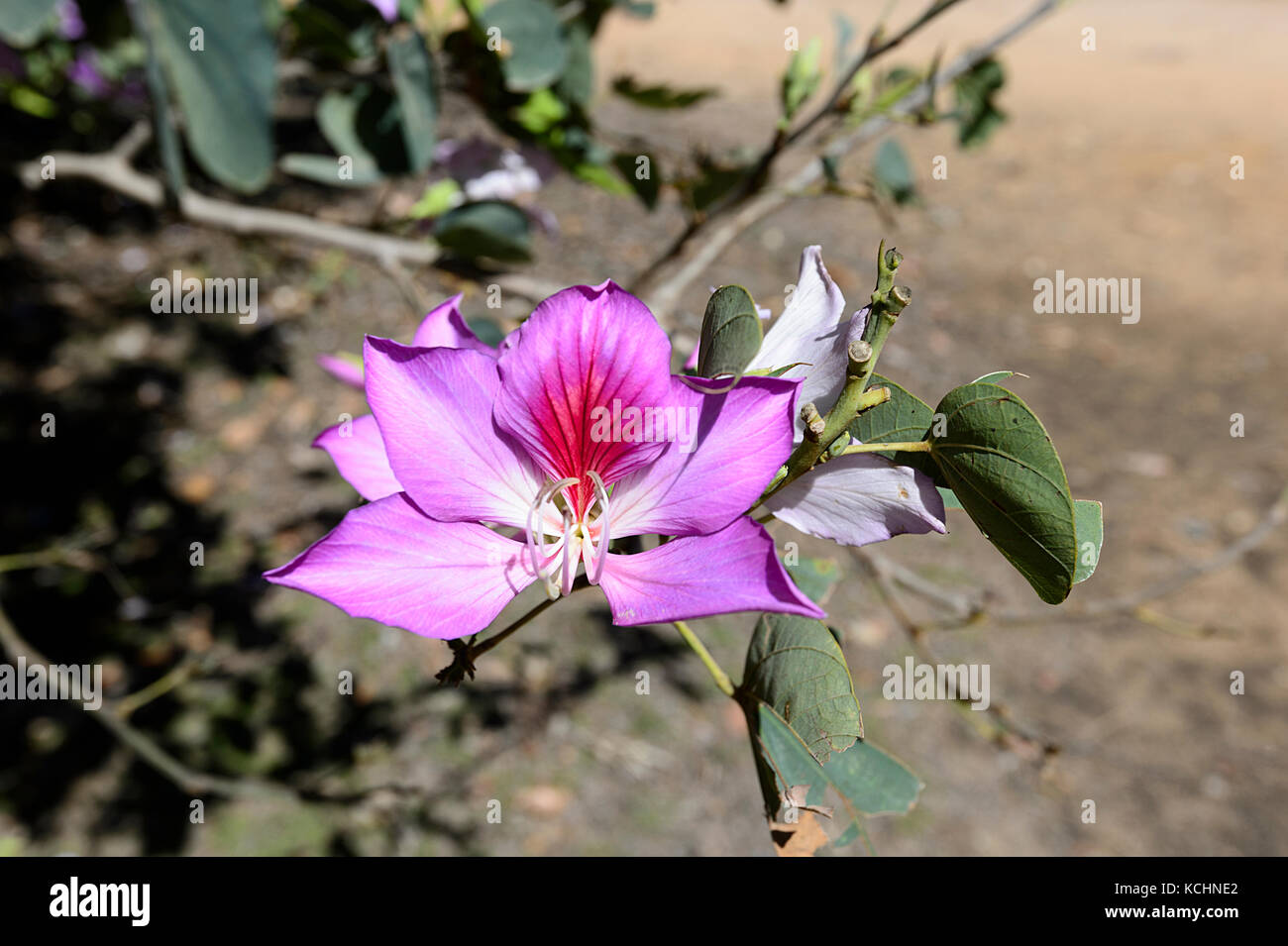 Hong Kong Orchid Tree (Bauhinia blakeana), Mareeba Aeroporto, altopiano di Atherton, estremo Nord Queensland, Australia Foto Stock