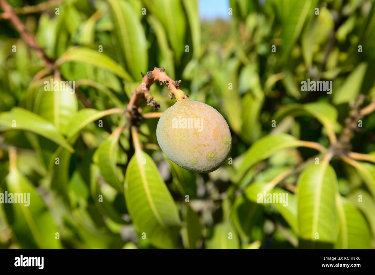 Mango cresce a una fattoria di Mango a Mareeba Aeroporto, altopiano di Atherton, estremo Nord Queensland, Australia Foto Stock