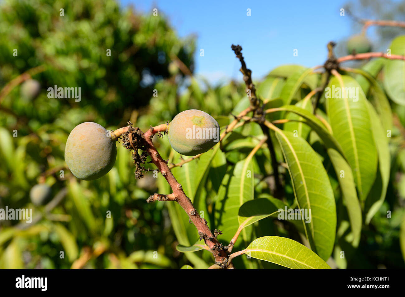 Manghi cresce a una fattoria di Mango a Mareeba Aeroporto, altopiano di Atherton, estremo Nord Queensland, Australia Foto Stock