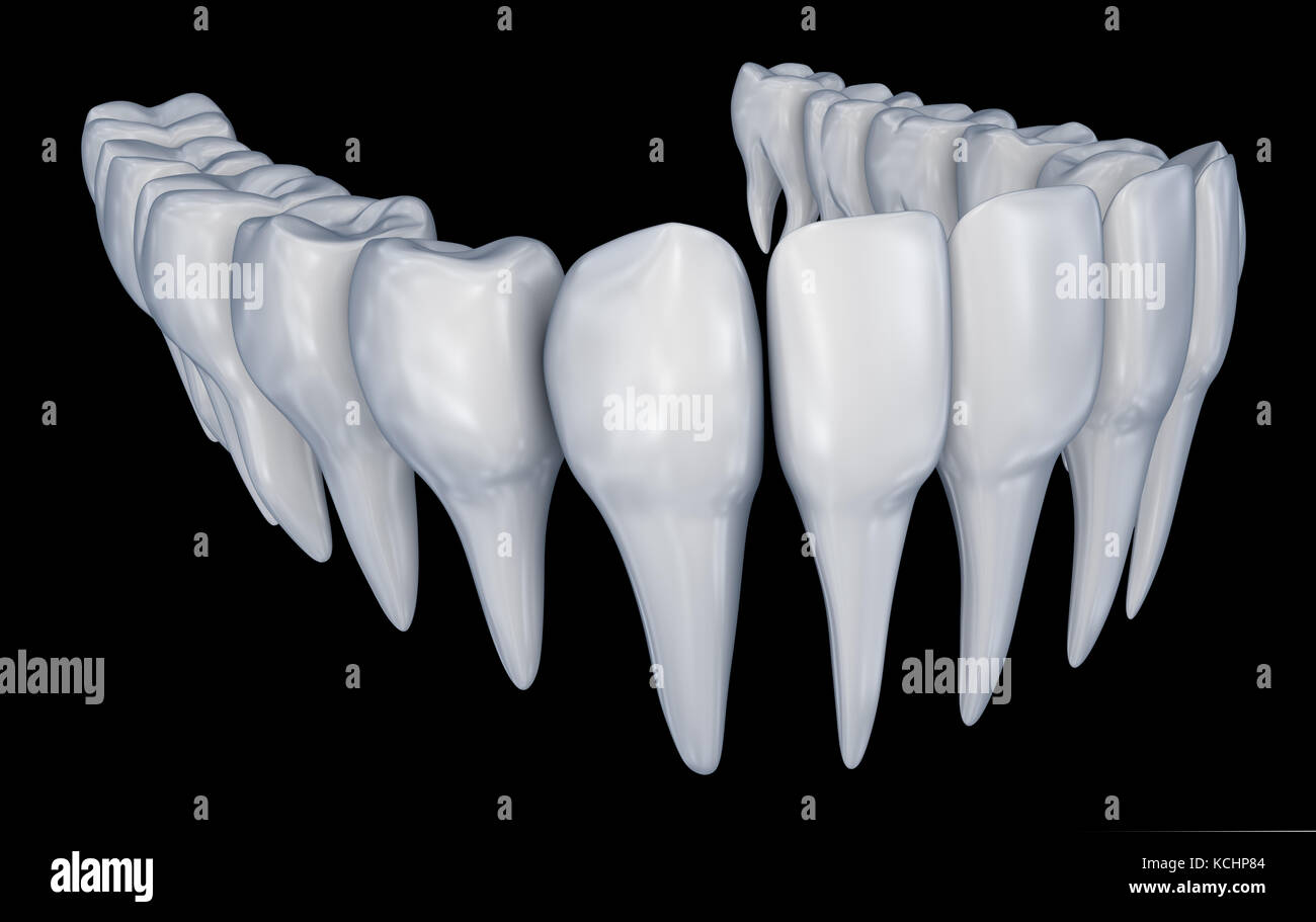 Denti umani 3d instalation. accurata dal punto di vista medico odontoiatrico anatomia. Foto Stock