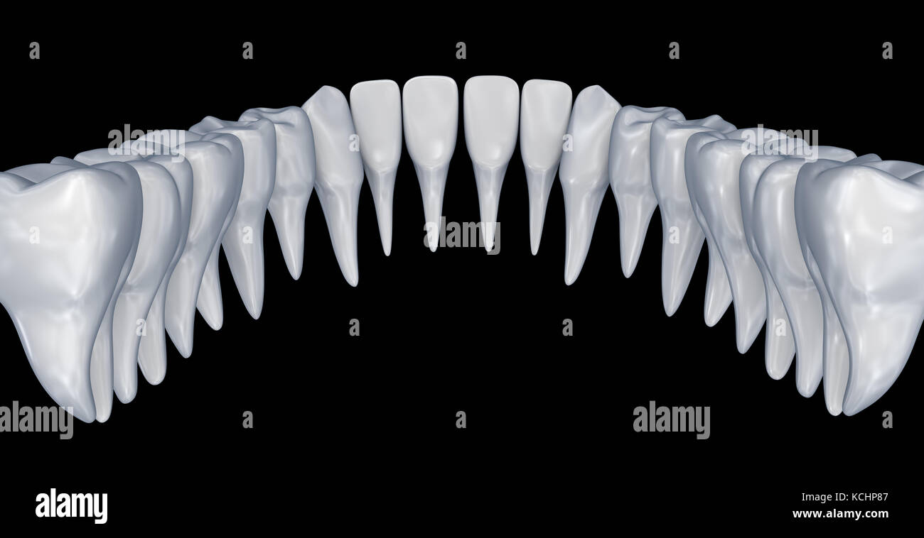 Denti umani 3d instalation. accurata dal punto di vista medico odontoiatrico anatomia. Foto Stock