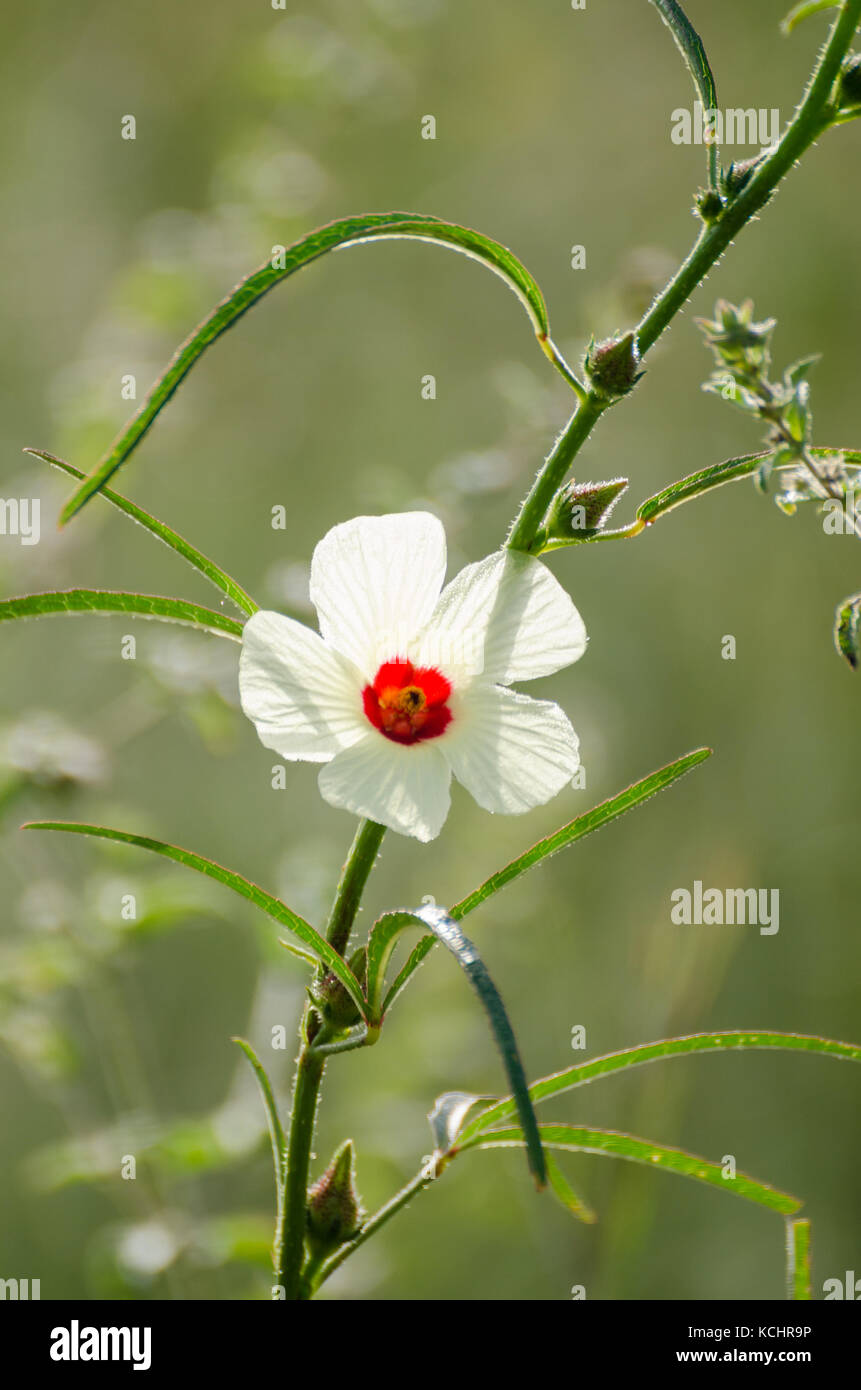 Bellissimo fiore bianco del fiore selvatico con un cerchio rosso nel medio e lo stelo verde Foto Stock