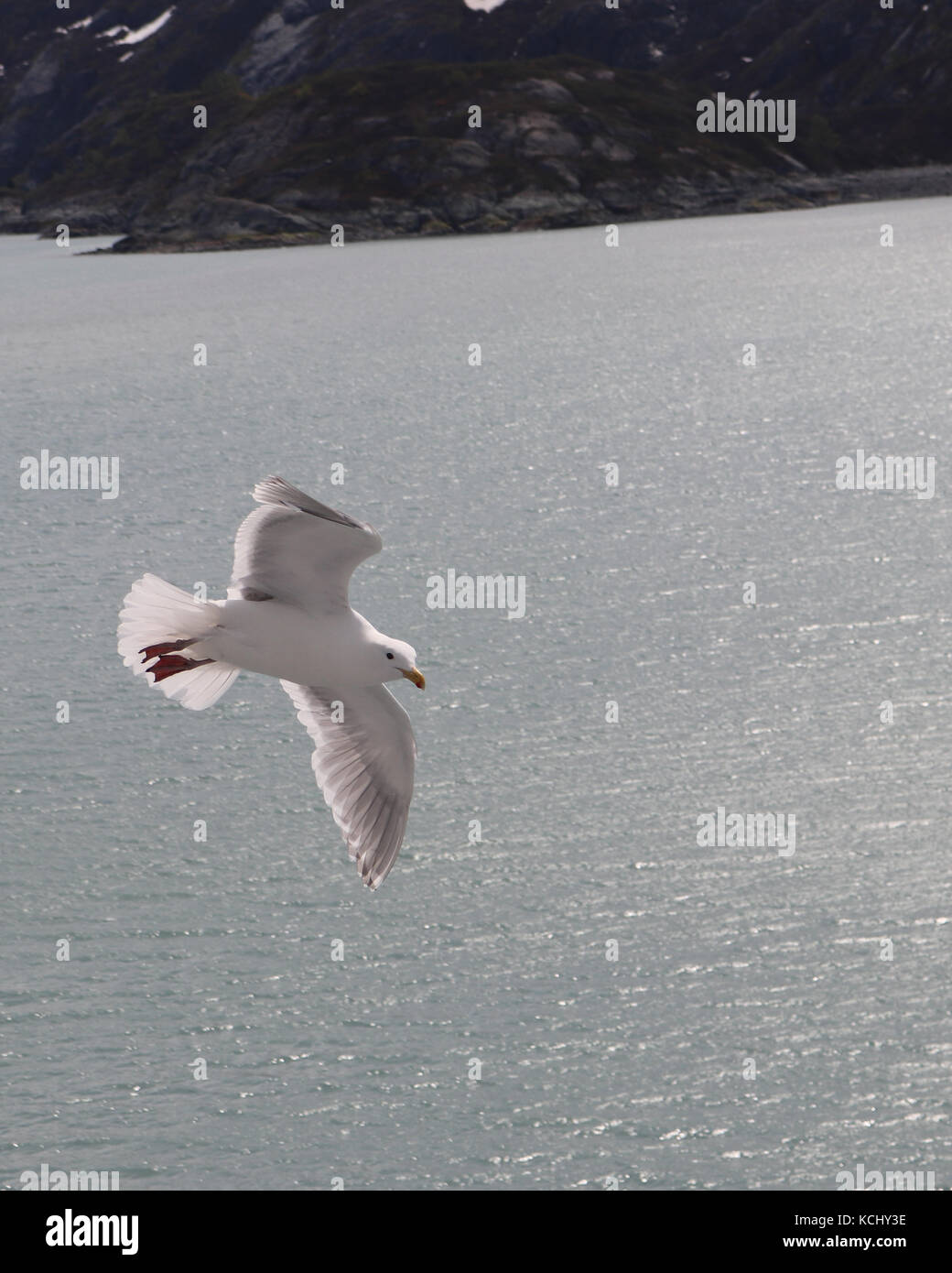 Glaucous-winged gabbiani sono comuni nel sud dell Alaska e simili per volare a fianco delle navi da crociera per la speranza di uno snack Foto Stock