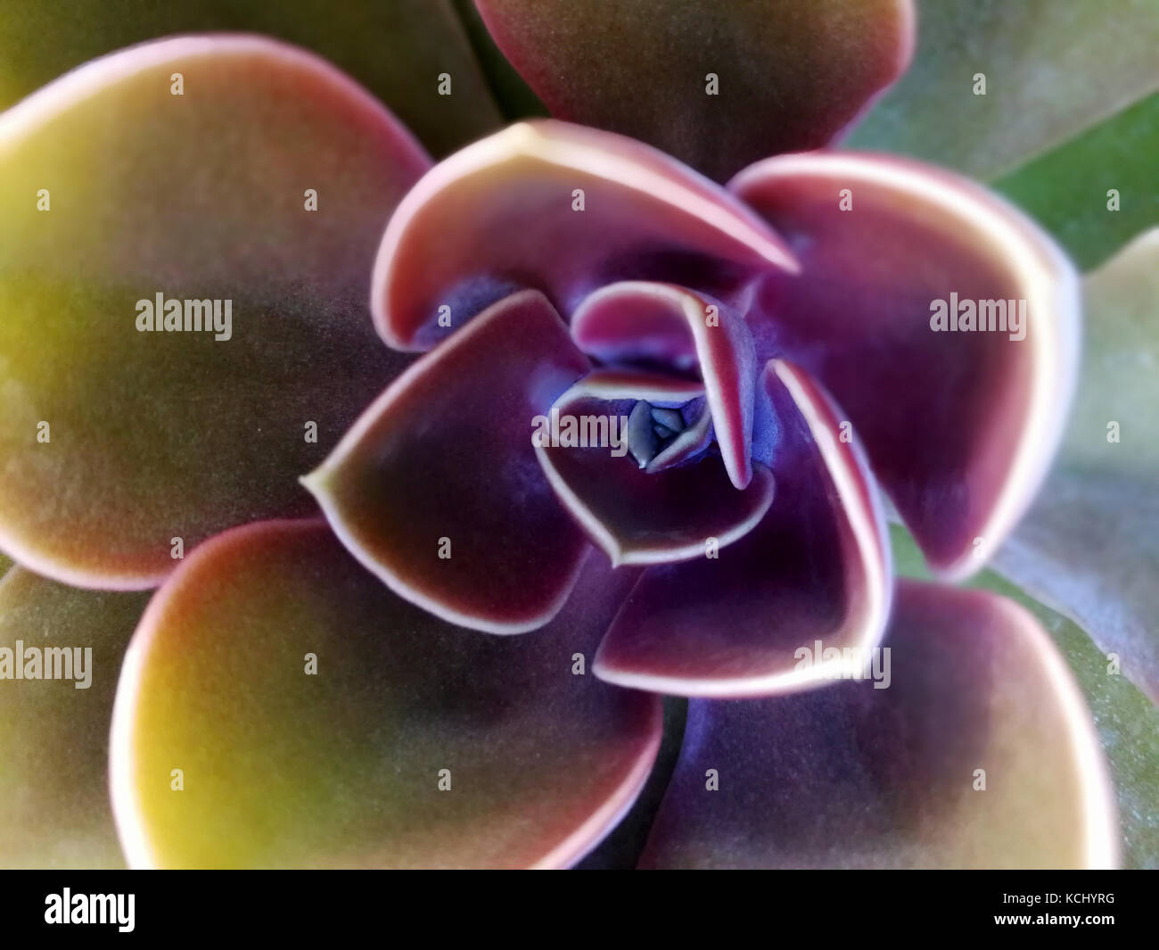 Insolite piante succulente Foto Stock