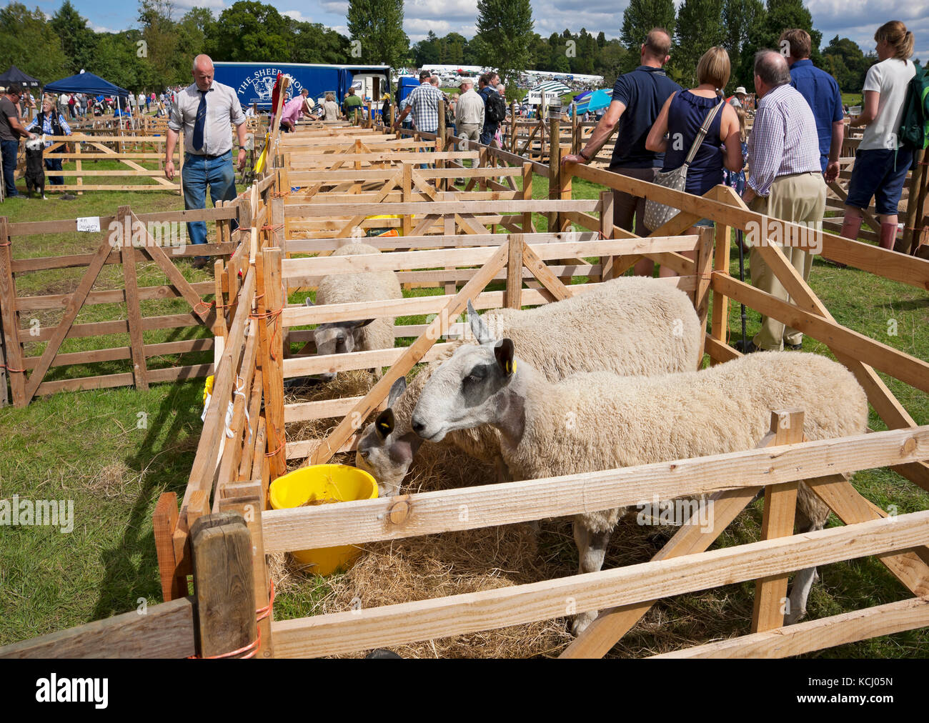 Bluefronted Leicester Sheep in Penne al Ripley Show in estate Showground North Yorkshire Inghilterra Regno Unito GB Gran Bretagna Foto Stock