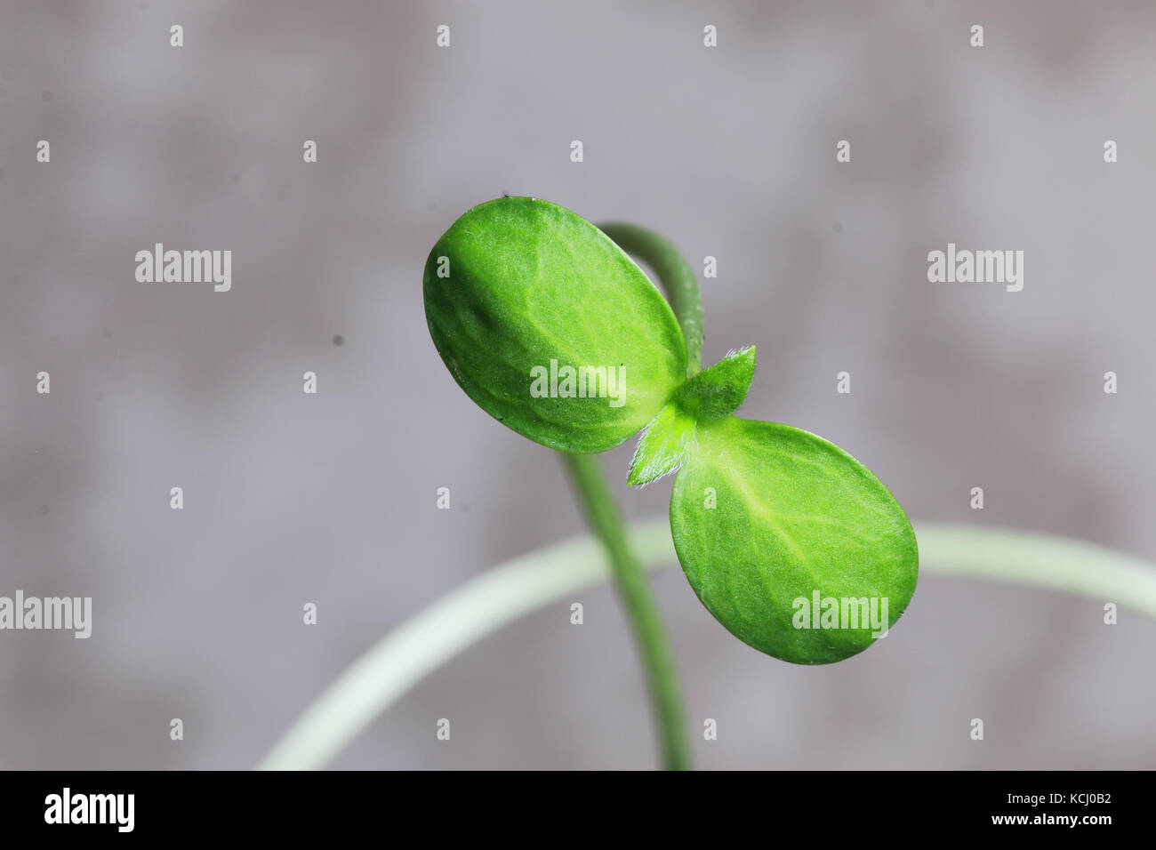 Macro di foglie verdi di girasole piccolo Foto Stock