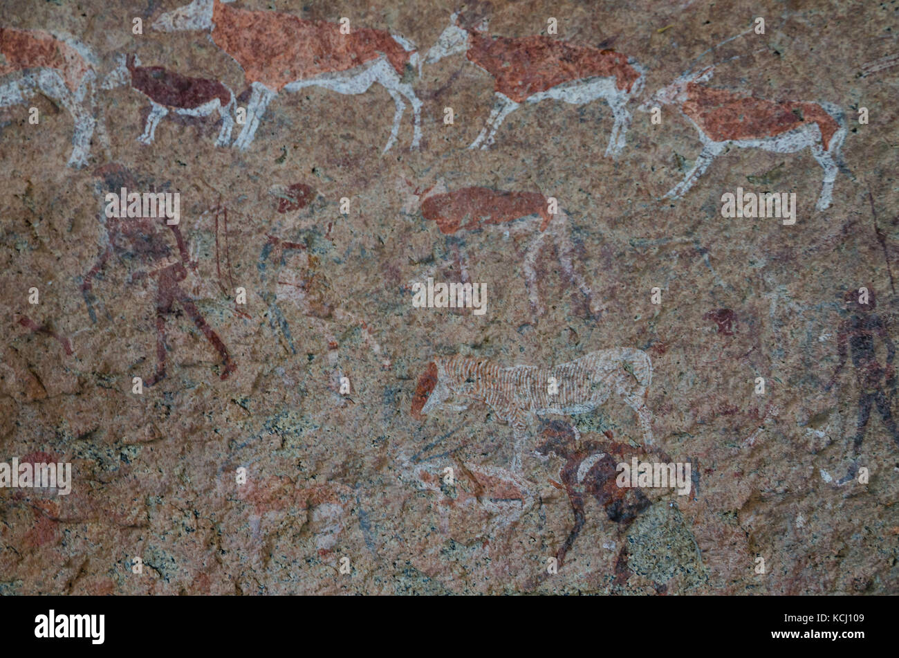Scrupoloso i Boscimani o san pitture rupestri presso il white lady pannello, brandberg, damaraland, Namibia, Sud Africa Foto Stock