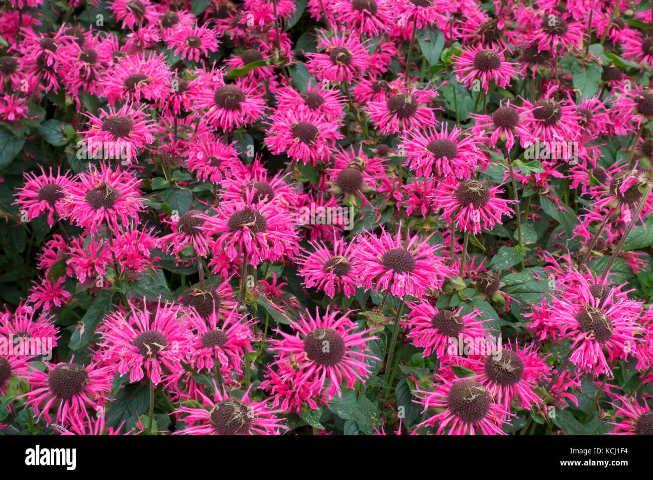 Primo piano di rosa monarda bergamot fiori fiore fiore pianta in estate Inghilterra Regno Unito GB Gran Bretagna Foto Stock