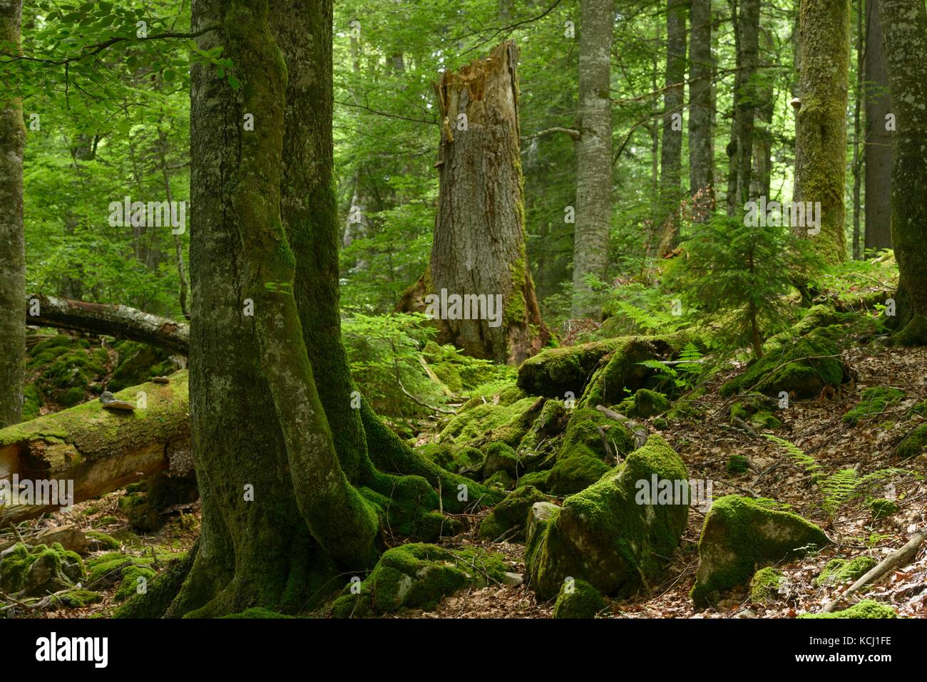 Alberi secolari nella più grande foresta primaria rimangono delle Alpi: 'Rothwald' nel sito Patrimonio dell'Umanità dell'UNESCO Wilderness Dürrenstein. Foto Stock