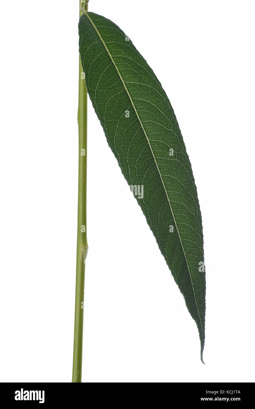 Willow leaf isolati su sfondo bianco Foto Stock