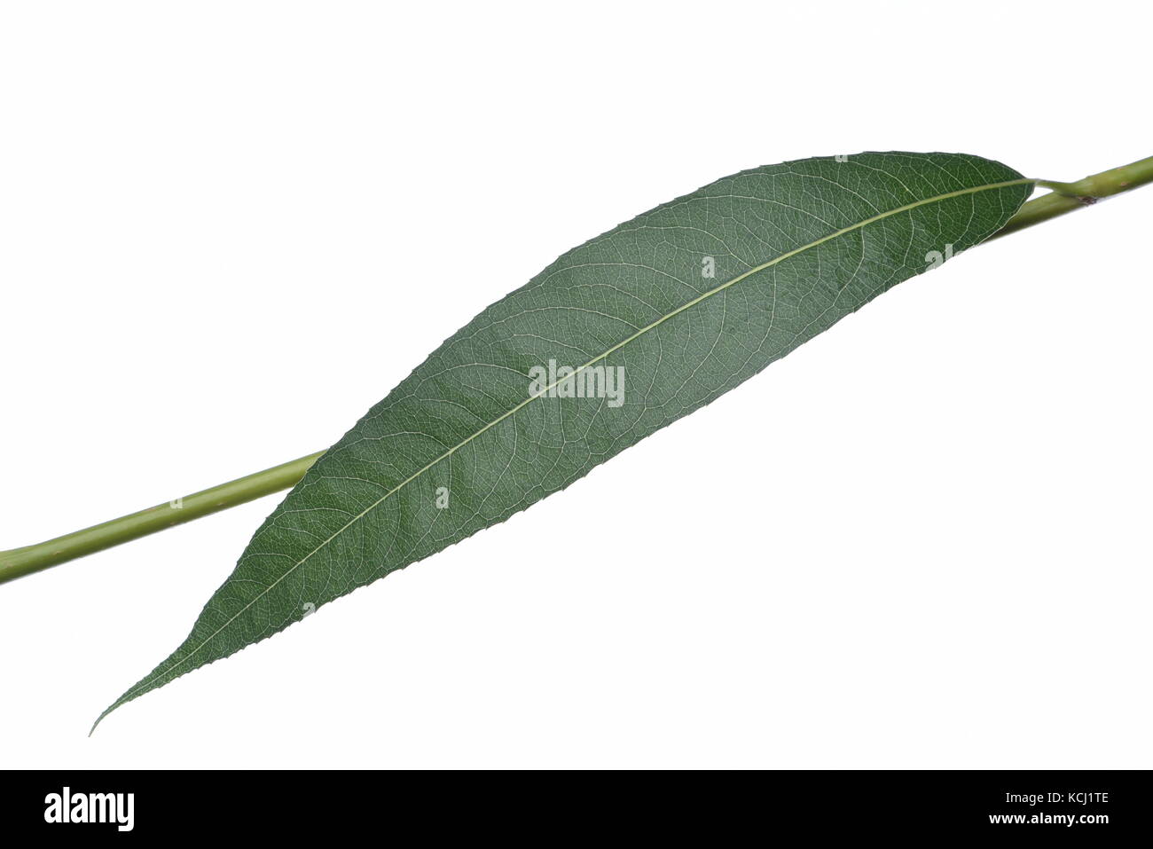 Willow leaf isolati su sfondo bianco Foto Stock
