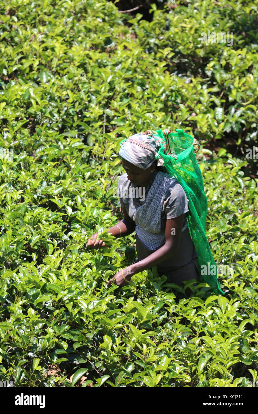 Tfrau beim pflücken von tee auf einer plantage in Sri Lanka - Donna tè di prelievo su una plantage nello Sri Lanka Foto Stock