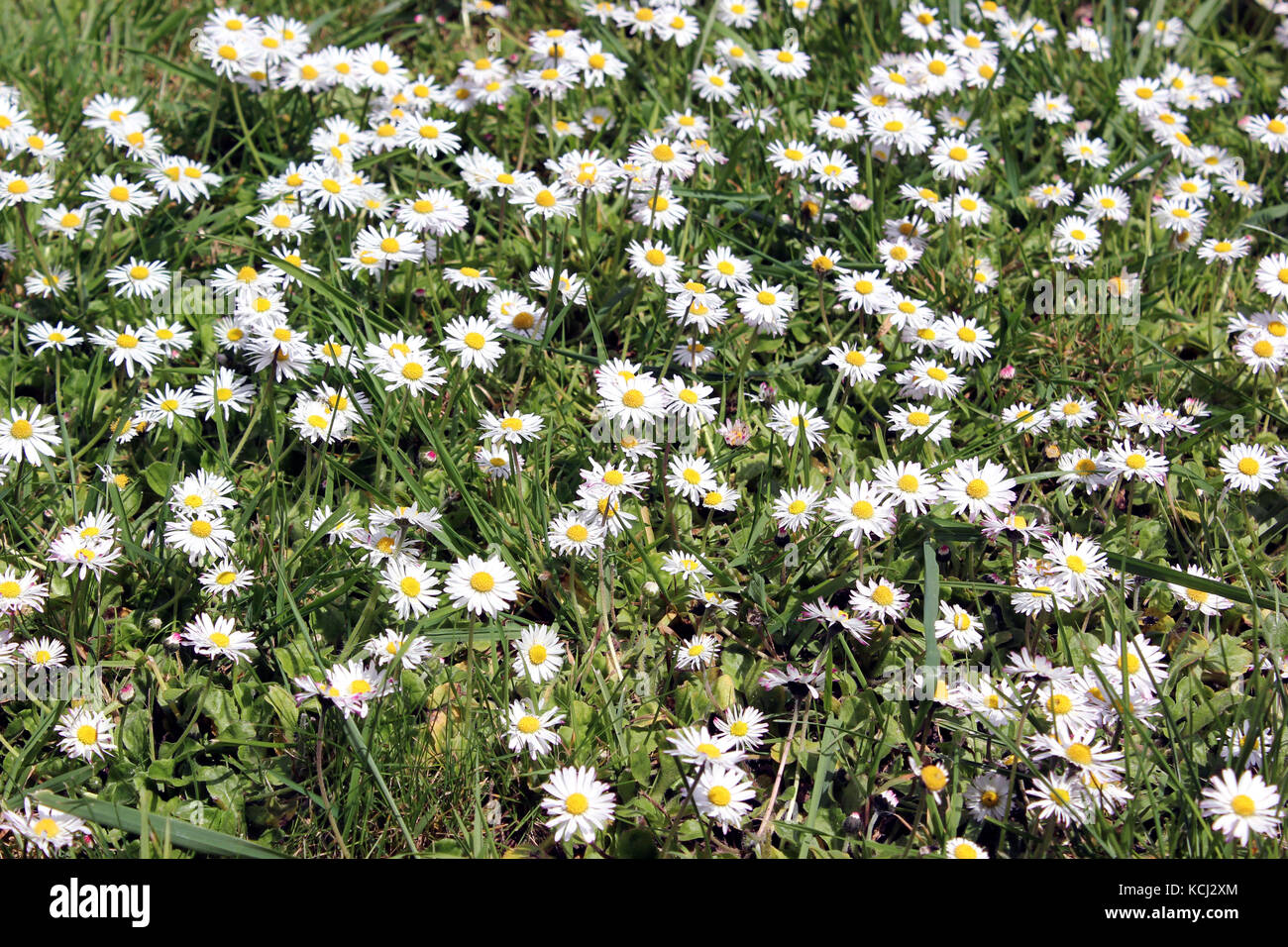 Bellis perennis - comune italiano margherite cresce in maggio Foto Stock