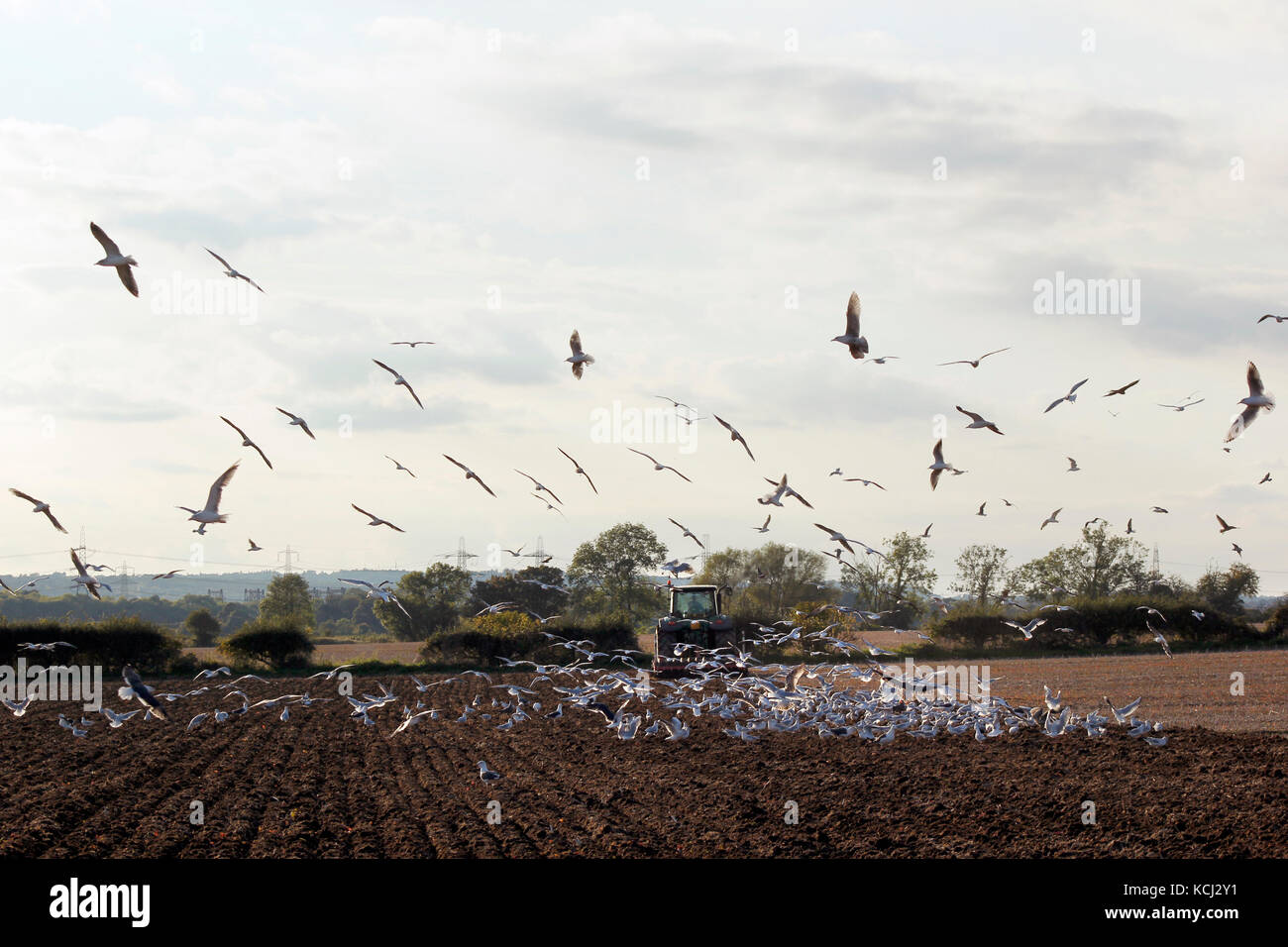 Campagna red kites e gabbiani seguire il trattore a coltivare la terra Foto Stock