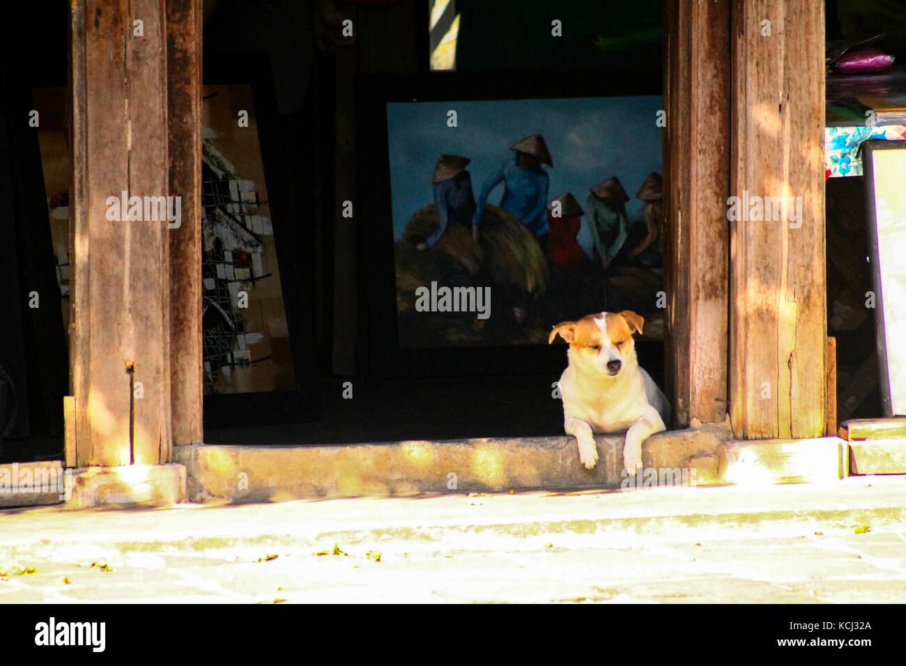 Un fedele cane da compagnia che protegge la porta di una casa Foto Stock