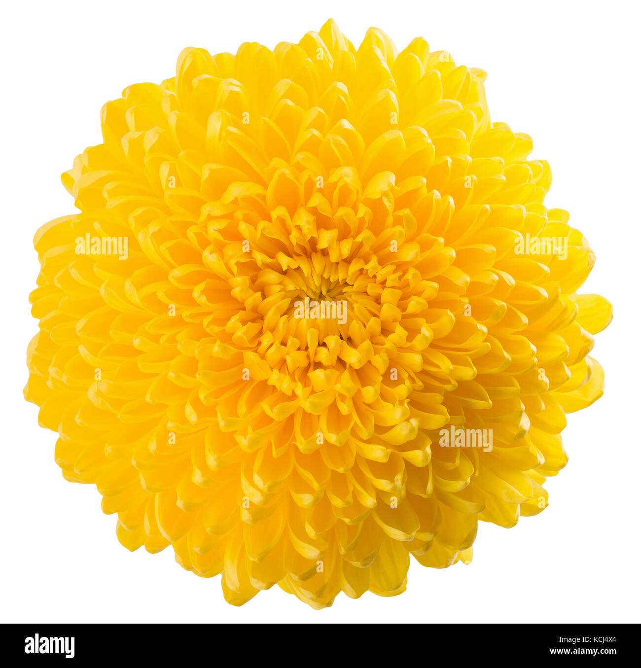 Giallo chrysanths isolato su uno sfondo bianco. Foto Stock