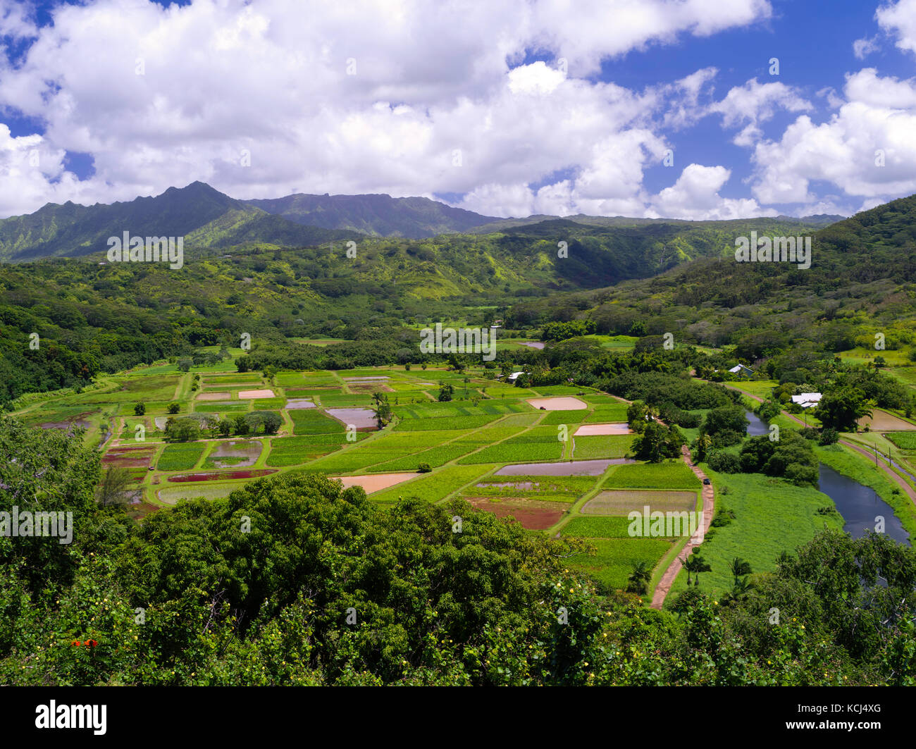 Vista del taro risaie nella valle di Hanalei, nei pressi di Princeville, Kauai, Hawaii, USA. Foto Stock